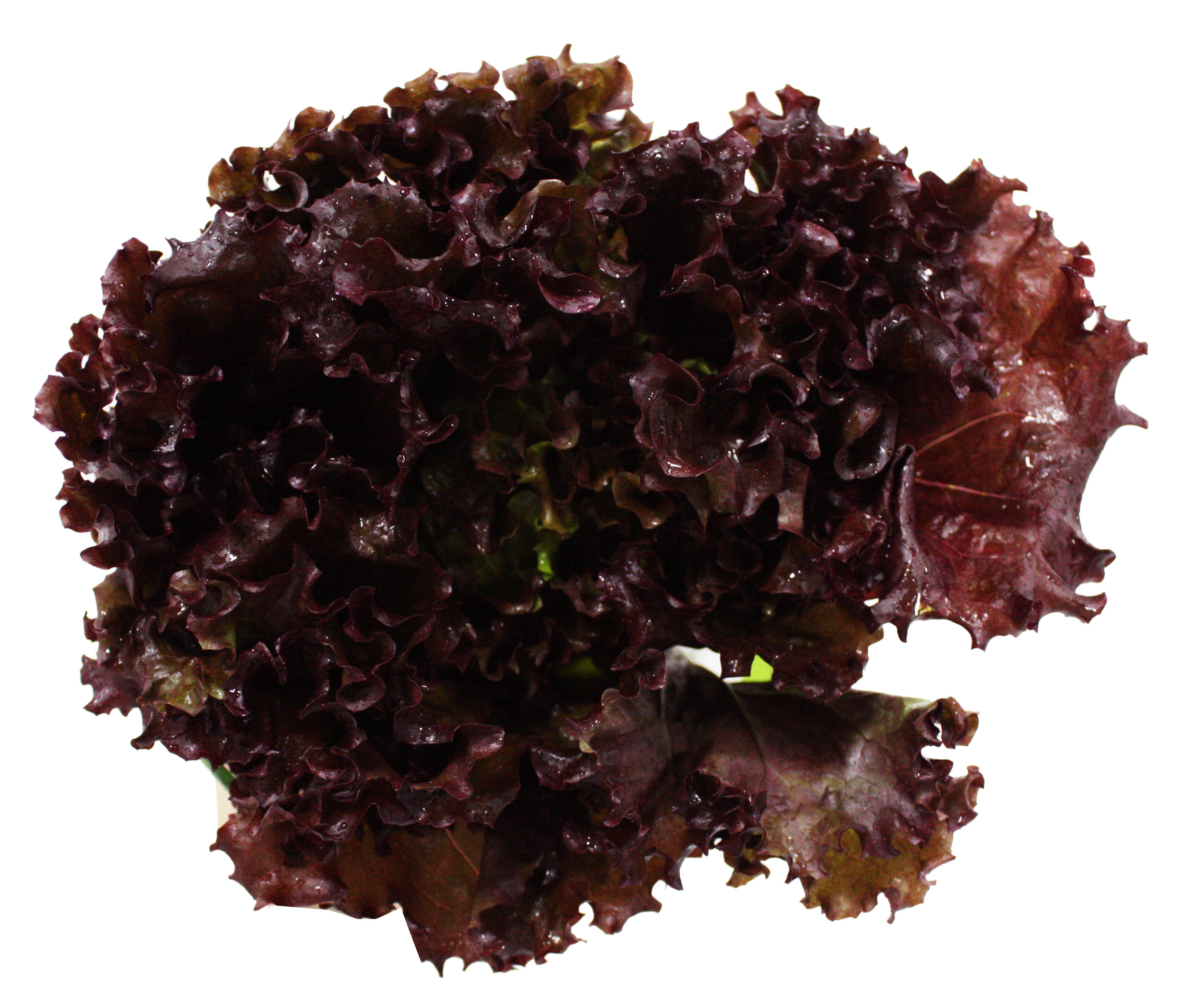 Na Alface Crespa Roxa Hidroponica Unidade
