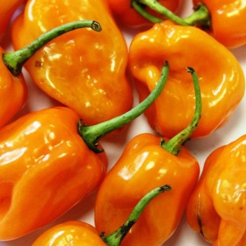 Pimenta Habanero Laranja Hortifruta 110g