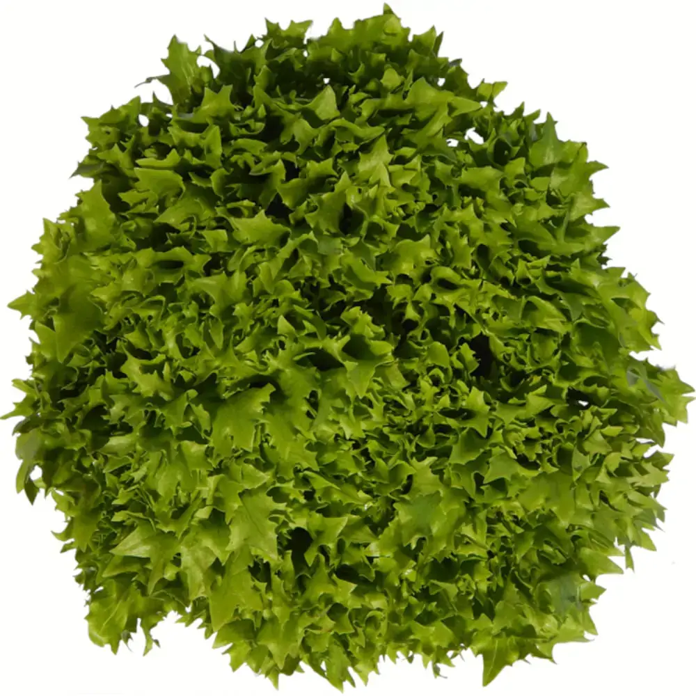 Alface Mini Frizzy Verde Org Solo Vivo 150g