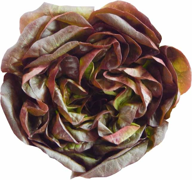 Alface Mini Lisa Roxa Org Solo Vivo 150g