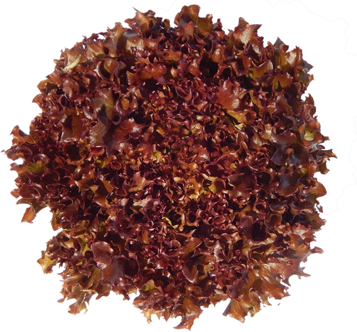 Alface Baby Frizzy Roxa Organica Bandeja