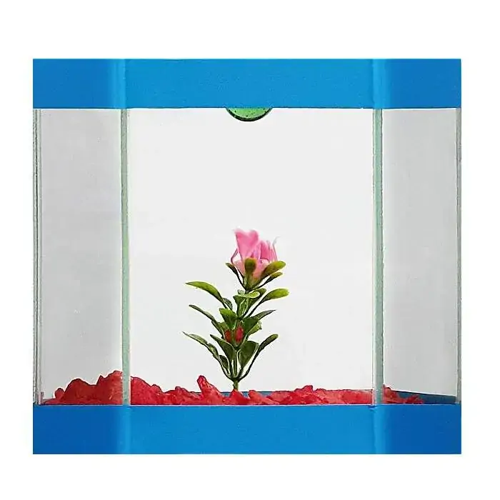 Aquário Eden Peixes Beteira Decorado