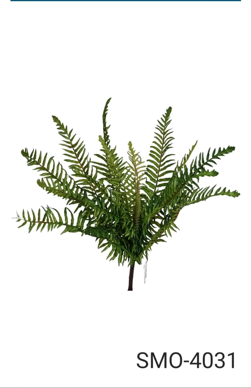 Buque Samambaia Verde X15 Smo 4031 Smo