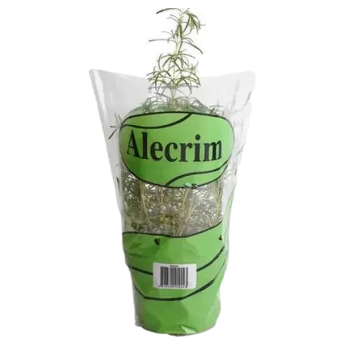 ALECRIM VASO UN