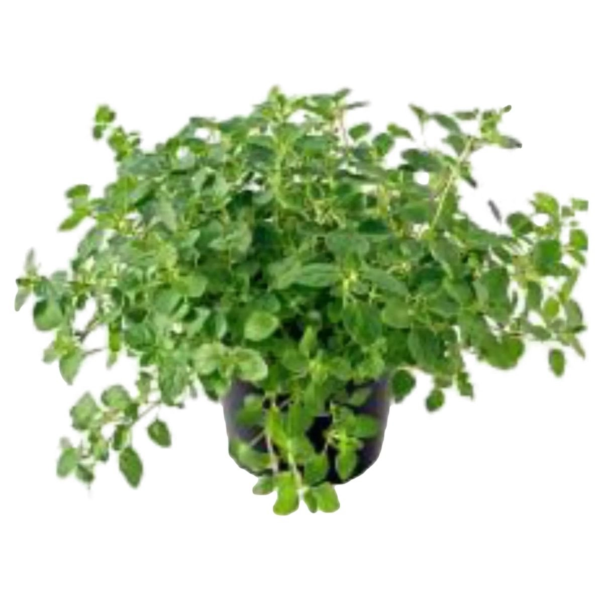 OREGANO VASO RIZA