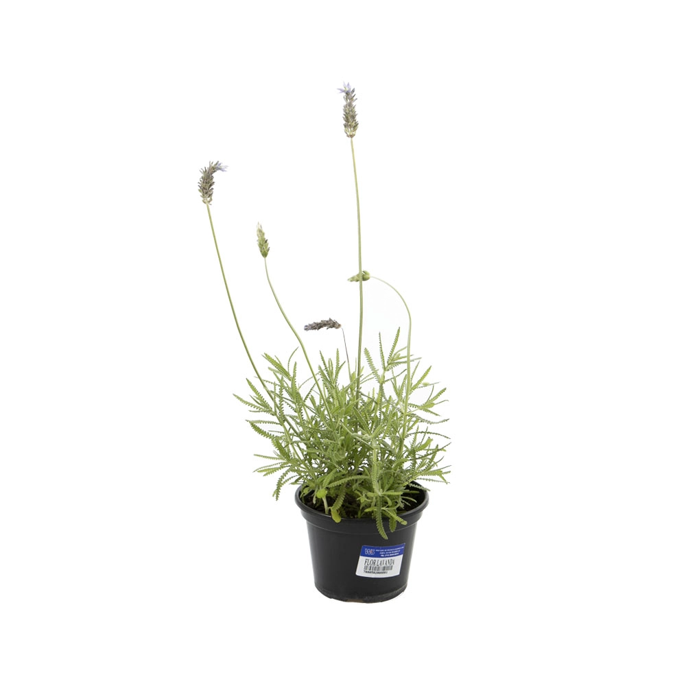 Lavanda Unidade HORTA EM CASA