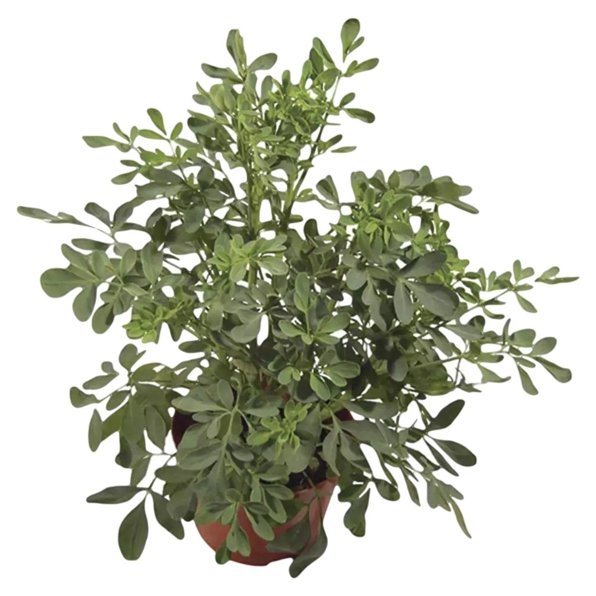 ARRUDA VASO RIZA