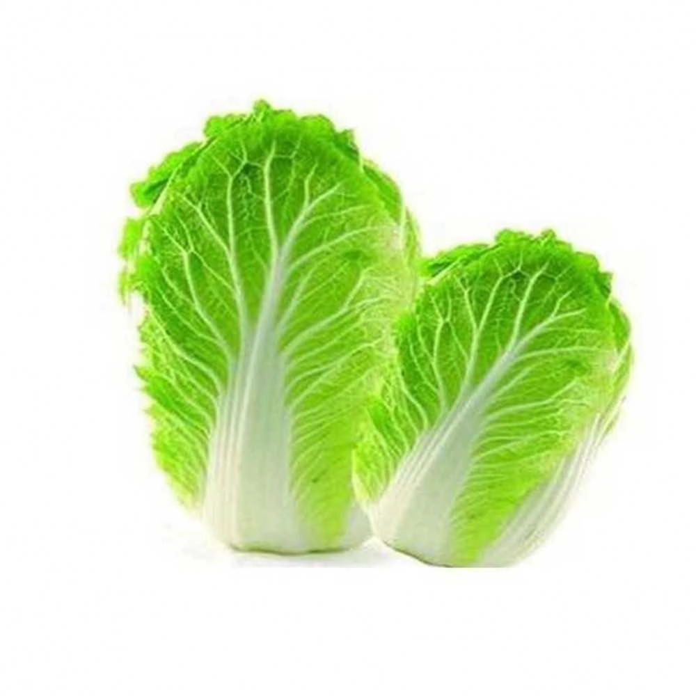 Flv Acelga J Watanabe Und