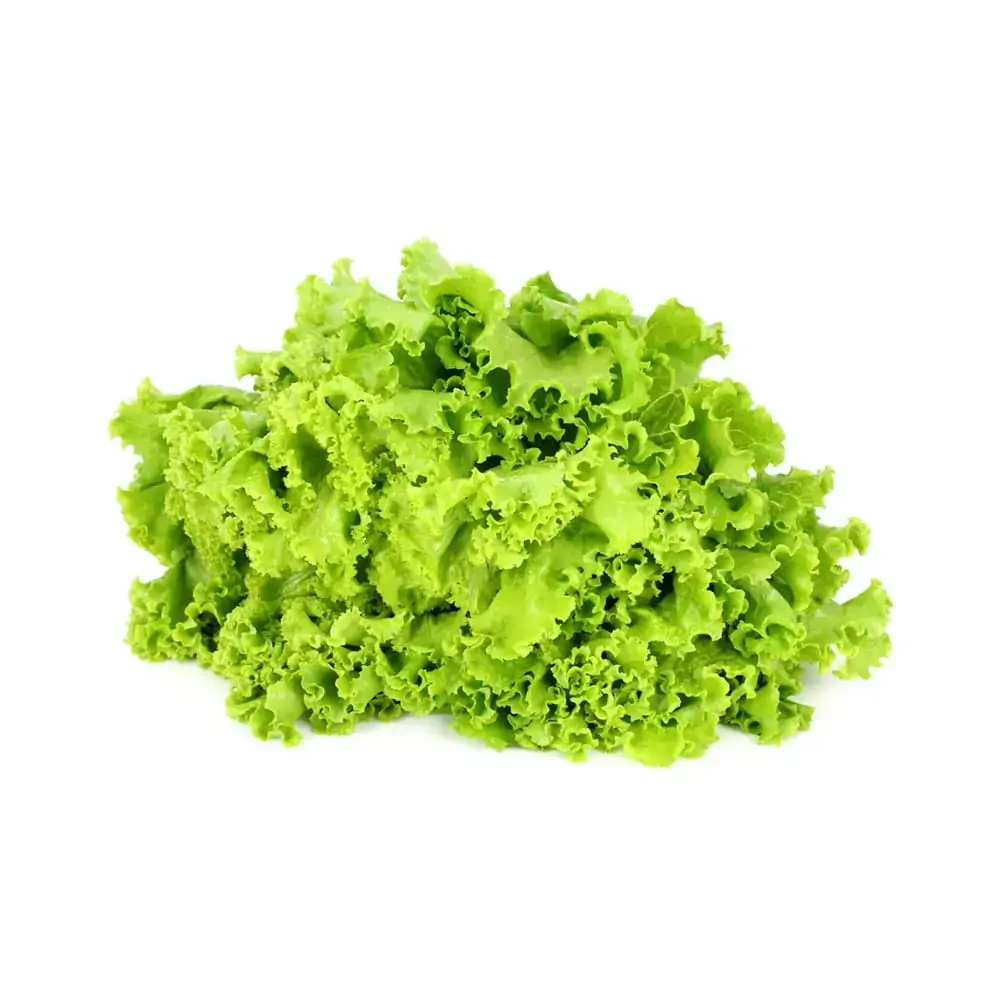 Alface Crespa