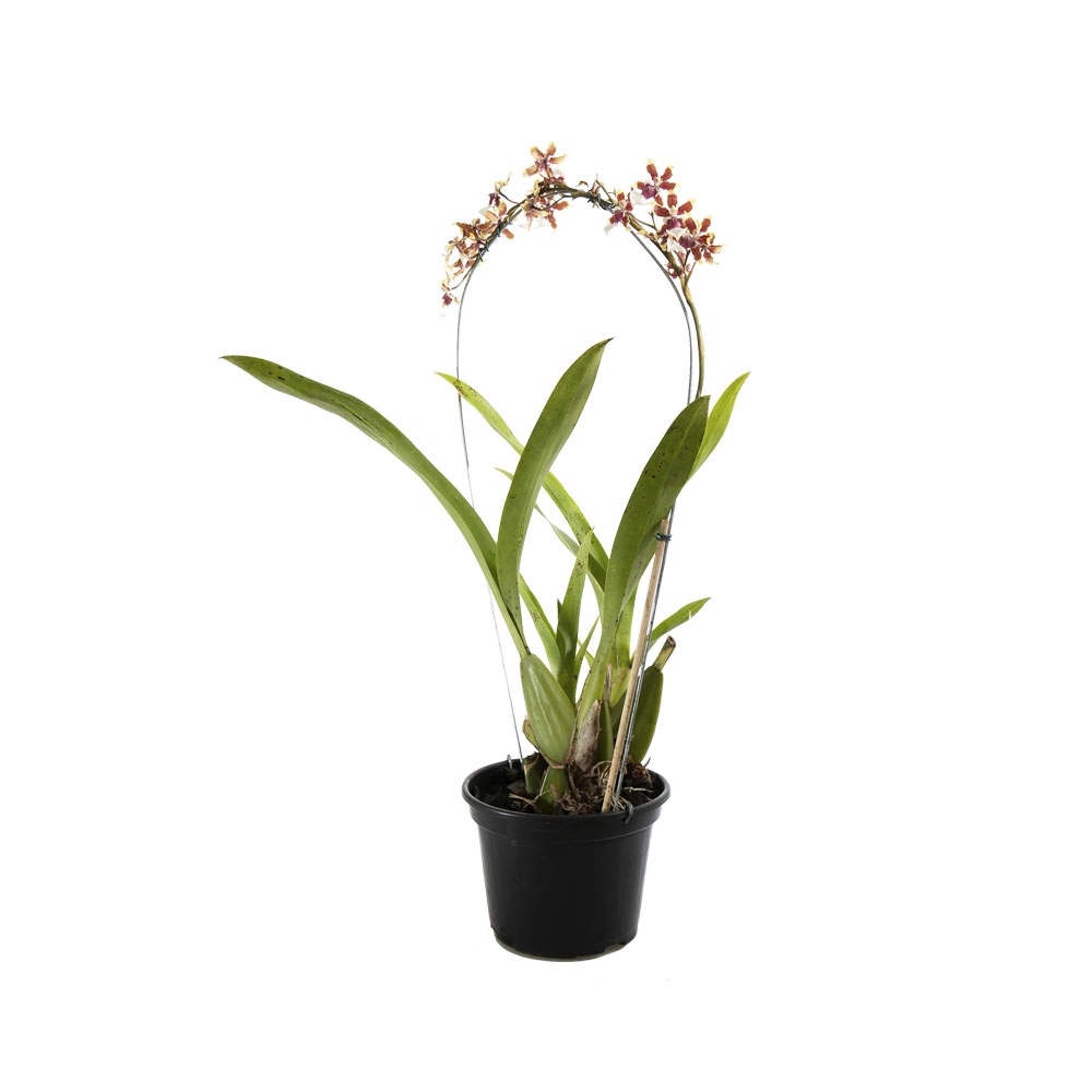Vale Verde Flor Orquidea Chocolate