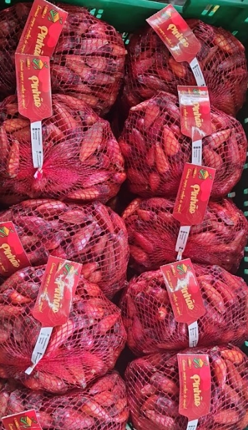Pinhao Canelas 1kg Pc