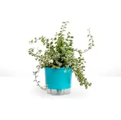 Vaso Raiz Autoirrigavel 02 Verde Raiz