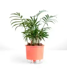 Vaso Raiz Autoirrigavel 02 Coral