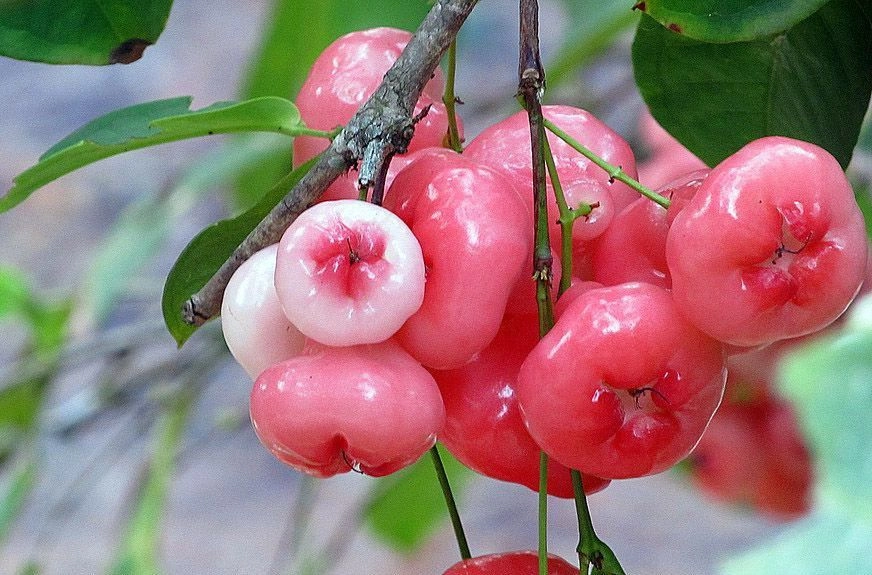 Jambo Rosa Dois Cunhados Bd.500g
