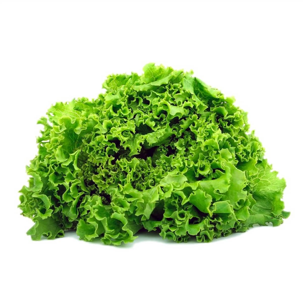 Alface Crespa Nutriens Org.un