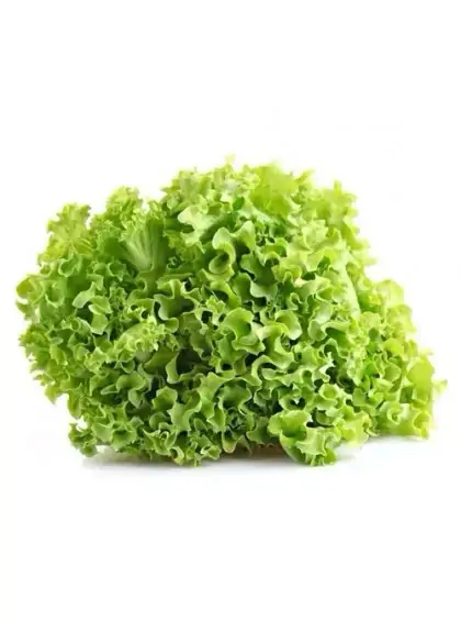 Alface Hidroponica Pct Suetake