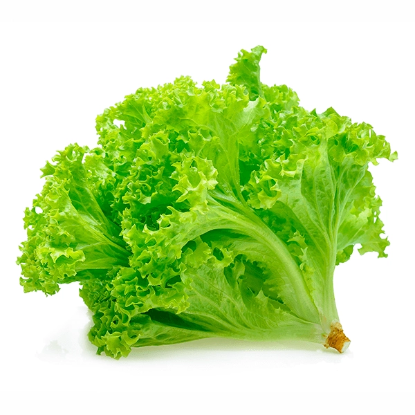 Alface Crespa Green Frizziy Hidro Makiyama Unidade