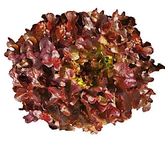 Alface Crespa Roxa Hidroponica