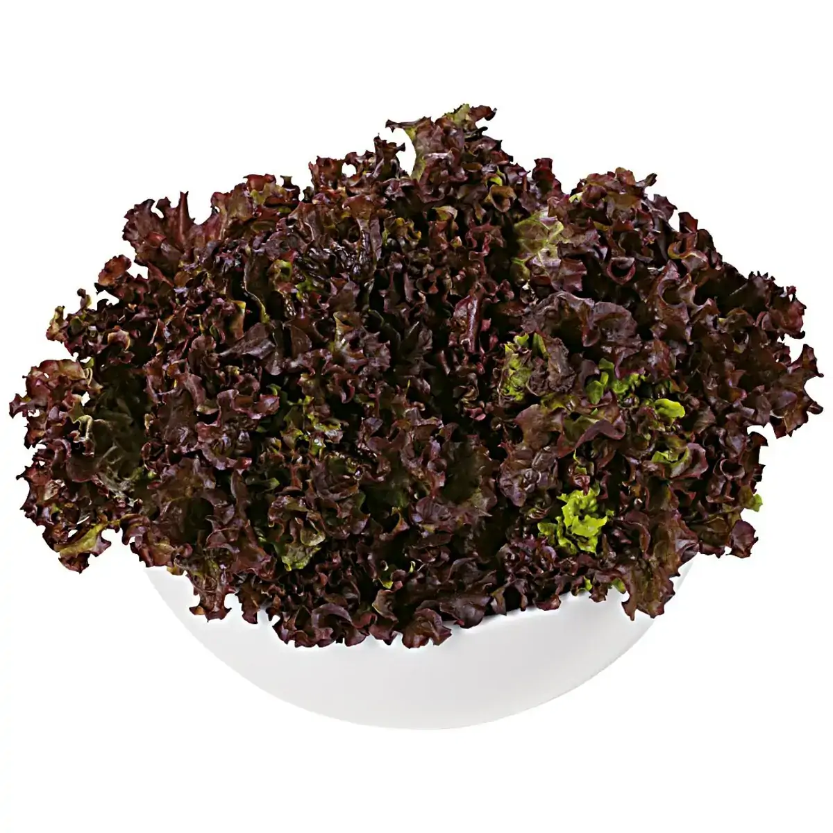 Alface Crespa Roxa Hidropônica Unidade