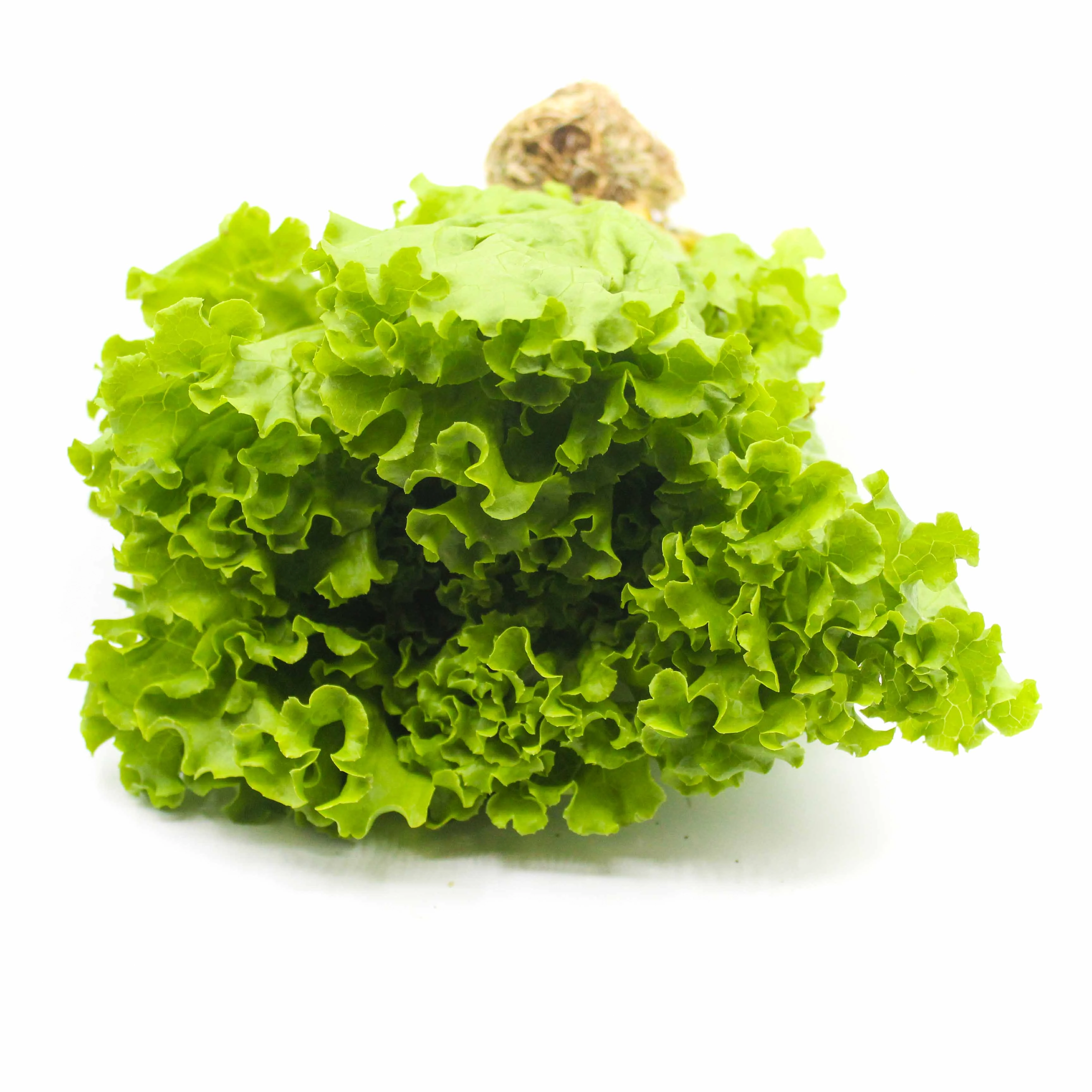 Verdura Alface Crespa Hidroponica