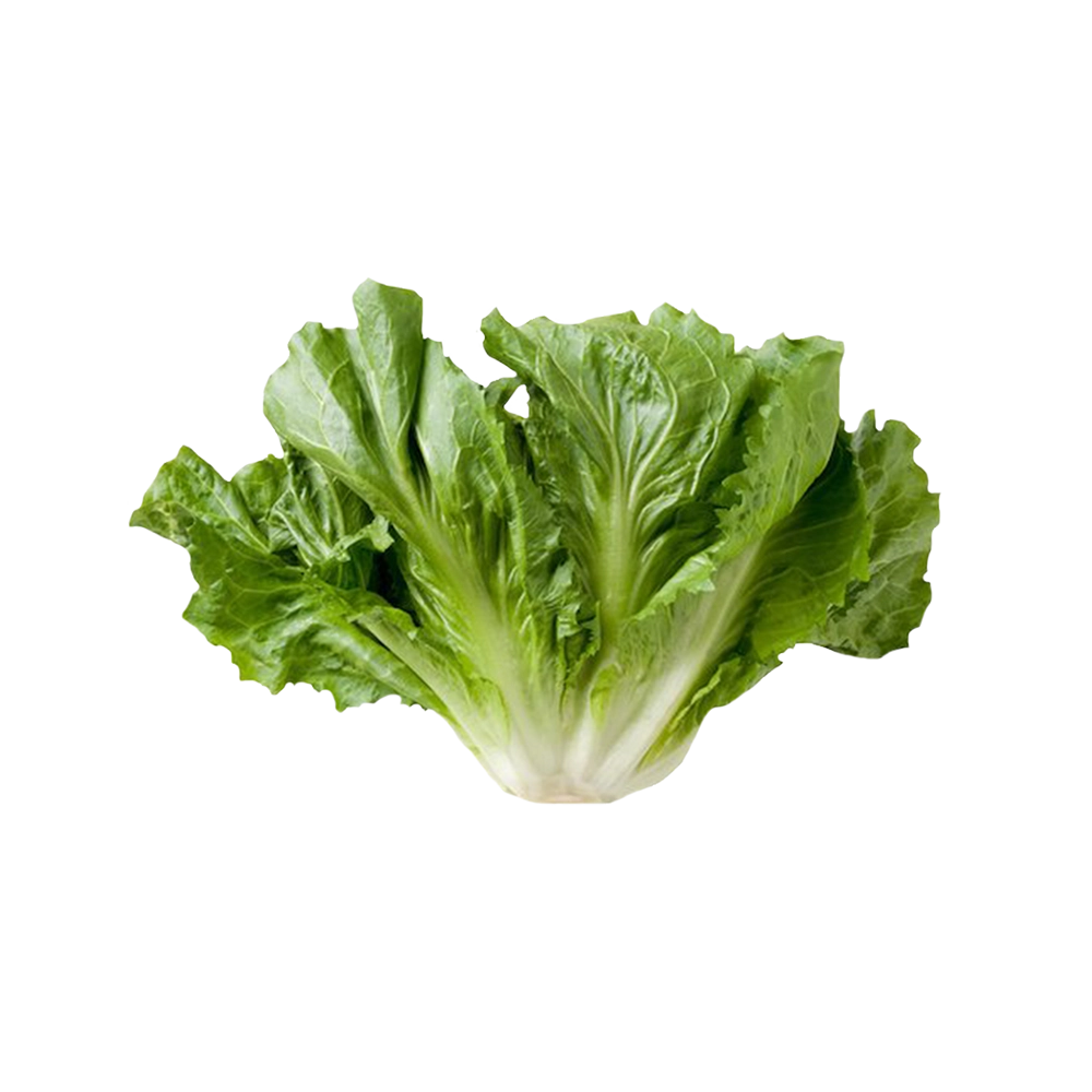 Verdura Escarola Maco
