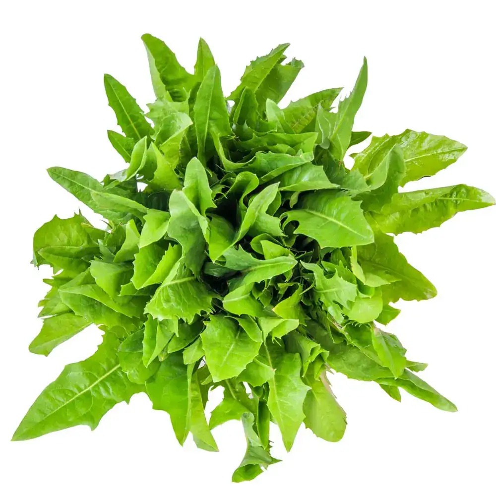 Catalonha Camilo Und