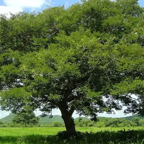 óleo E Bálsamo Vegetal De Copaíba 20ml Phytoterápica