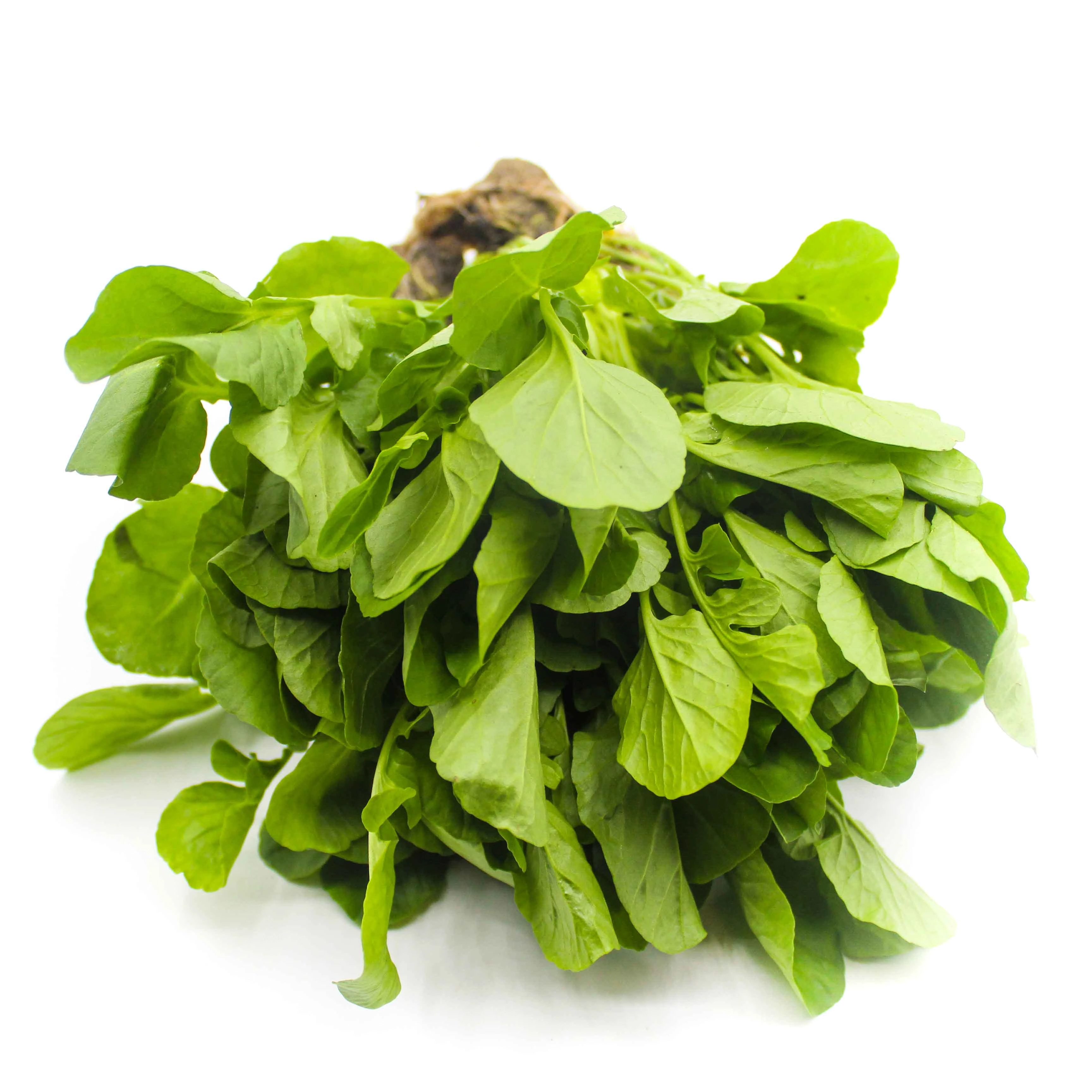 Green Agriao Hidroponico