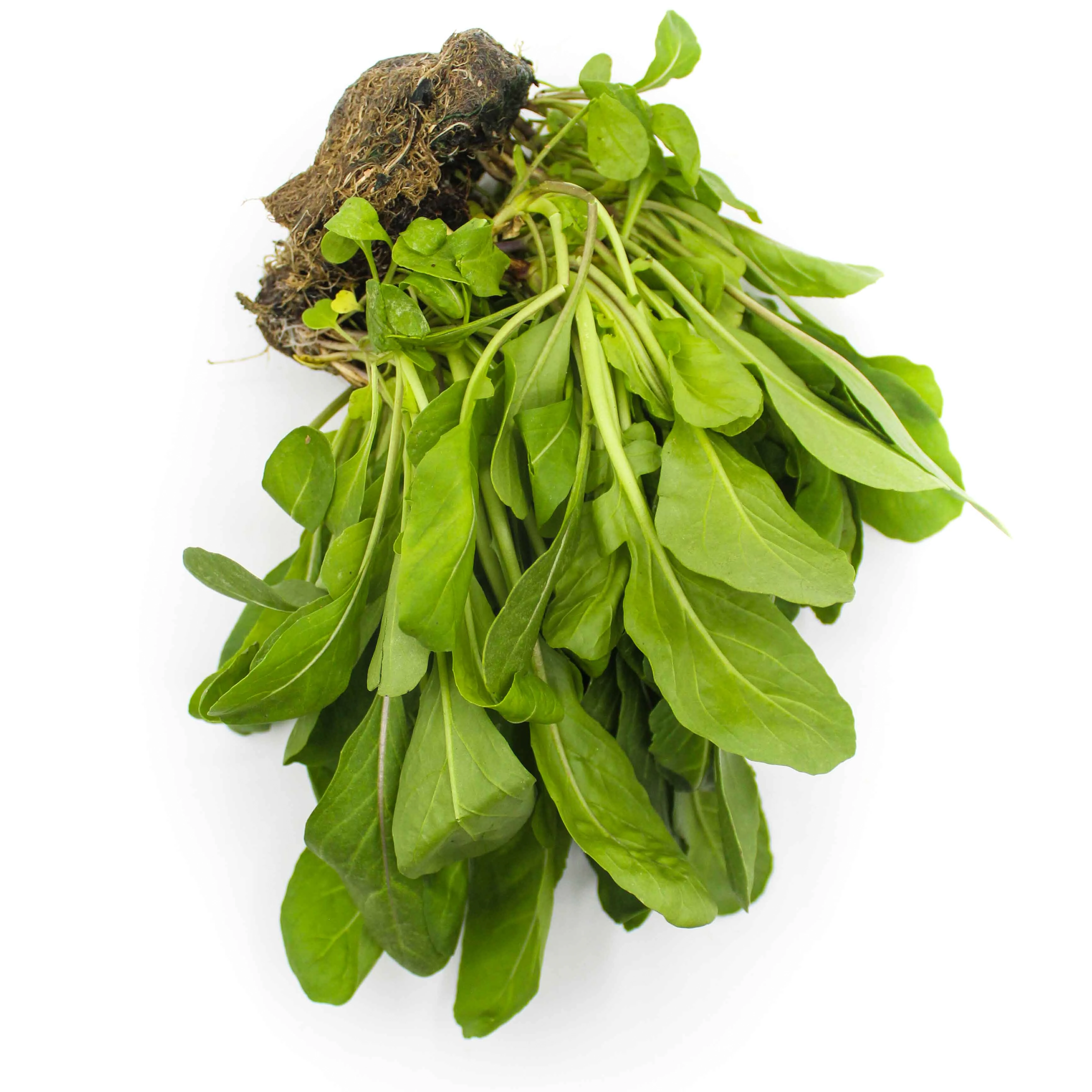 Green Rucula Hidroponica
