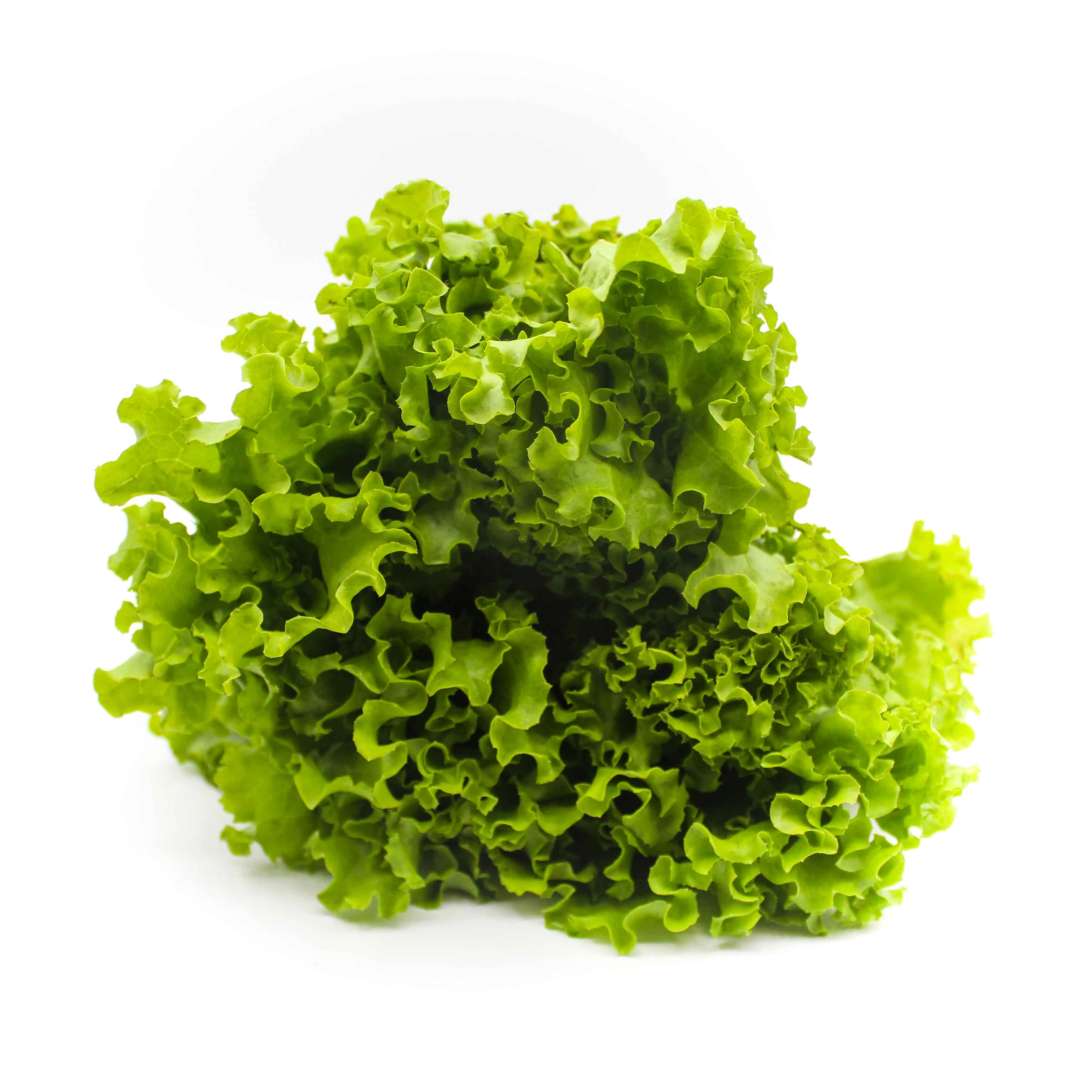 Green Alface Crespa Hidroponica