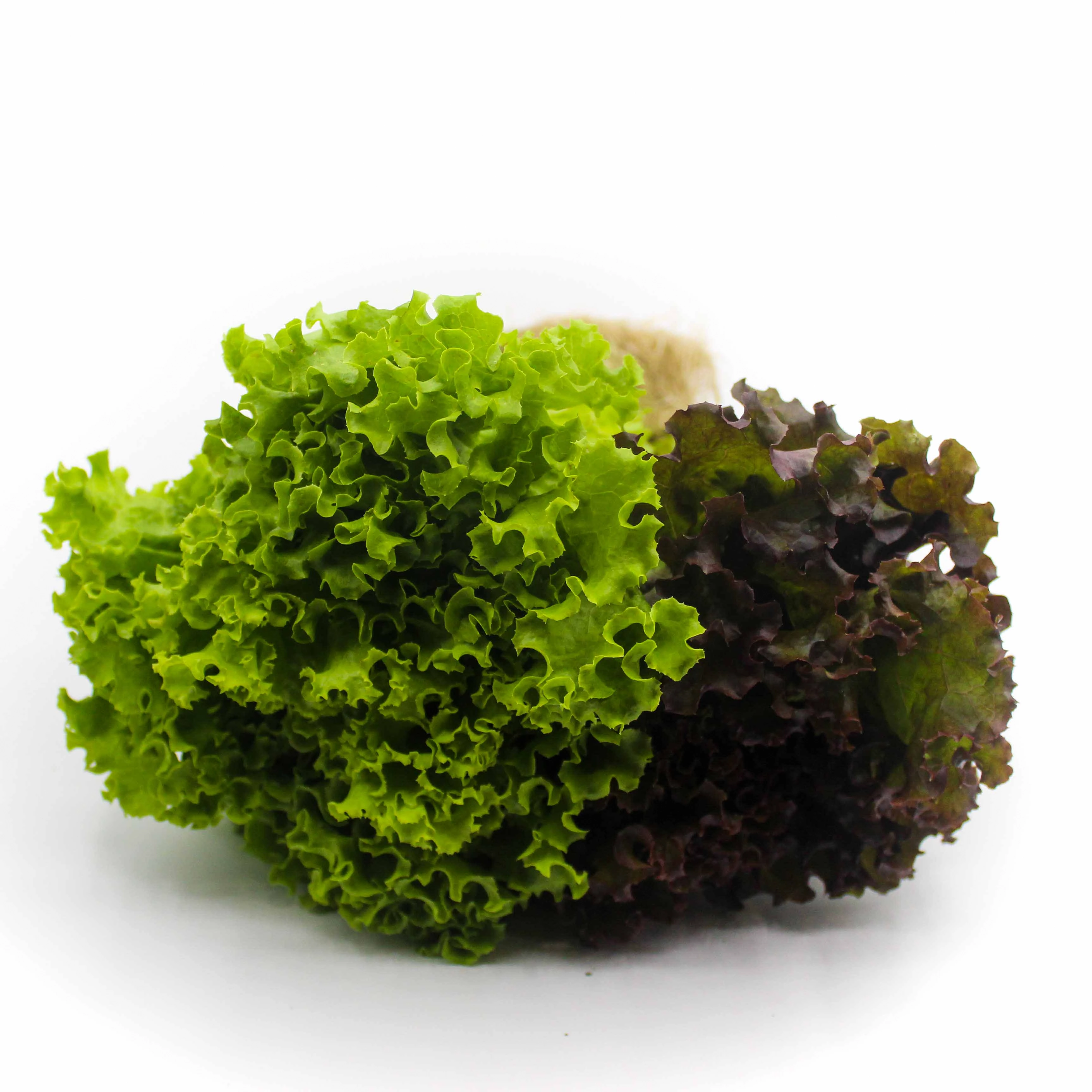 Salada Primavera Hidropônica SELECTION GREEN Unidade