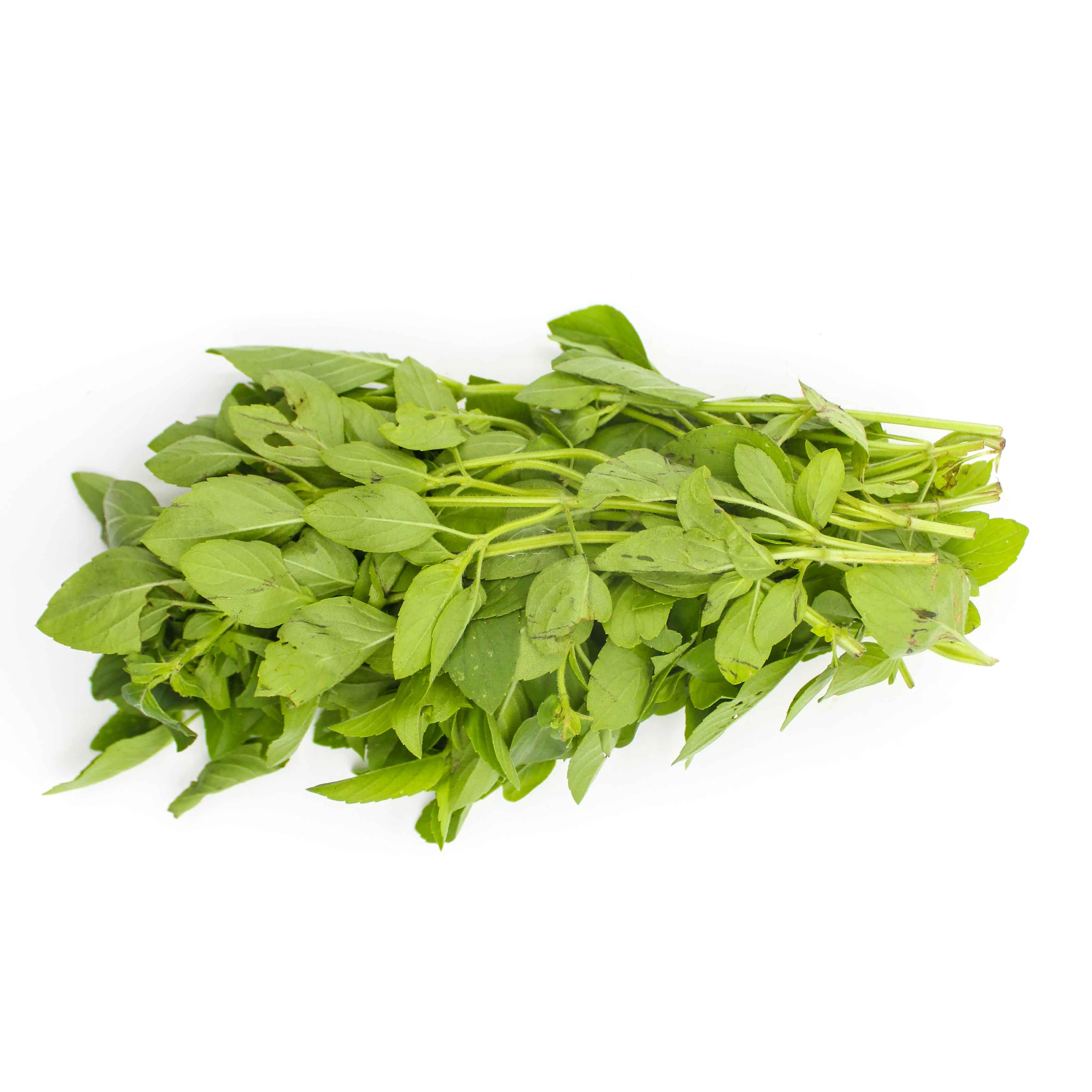 Green Tempero Manjericao
