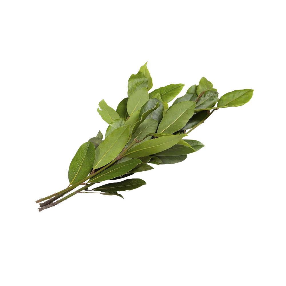 Green Louro Maco