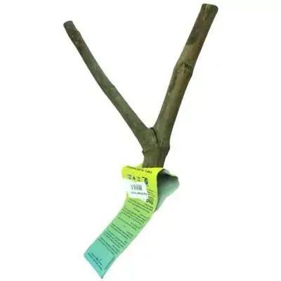 Pet Poleiro Pãssaros Bifurcado American Pet Un