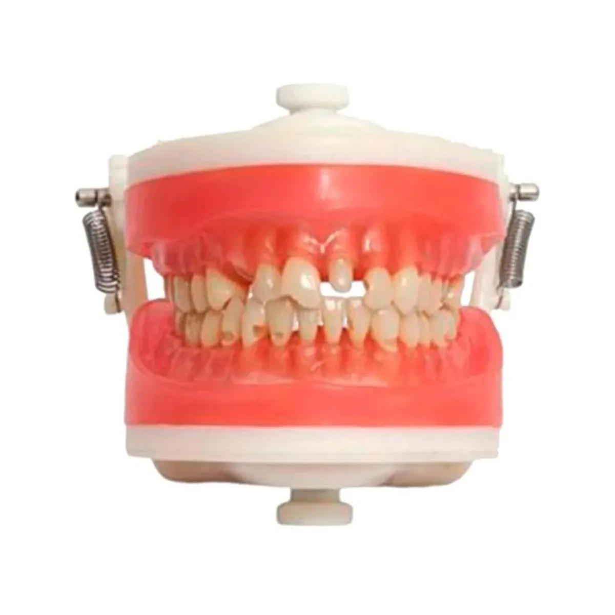 Manequim Top Materiais Dentários PD101 - Pronew