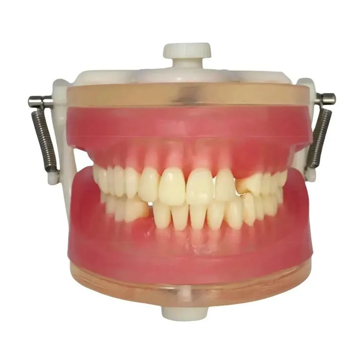 Manequim Top Exodontia PD113 - Pronew