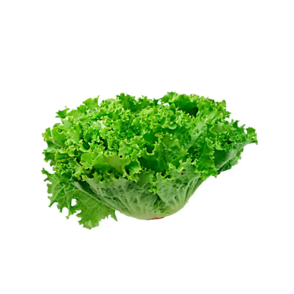 Alface Vida Natural Crespa Organica Maco