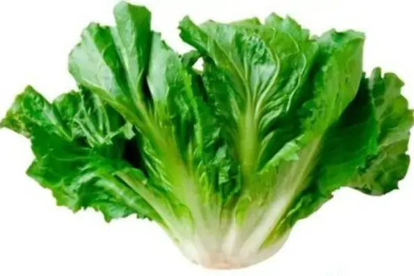 Escarola Unidade