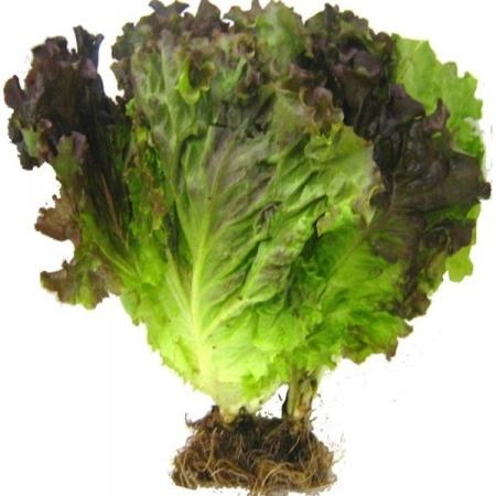 Alface Crespa Roxa Hidroponica Unidade