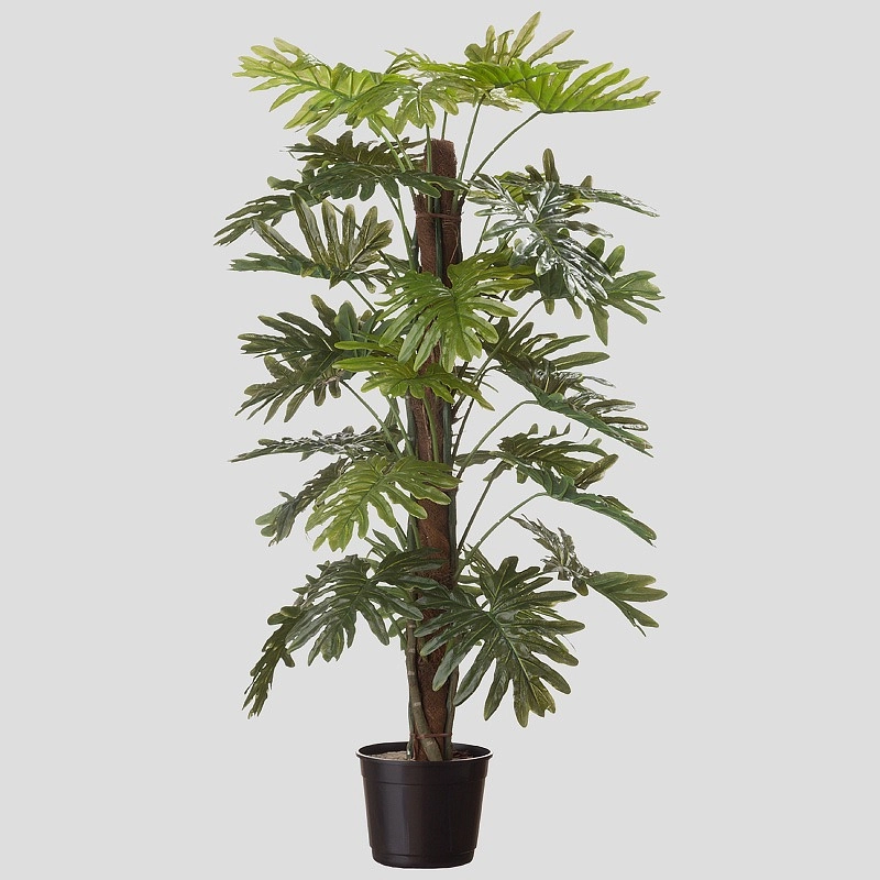 A Philodenron Pittieri Tqn Verde Fs001331 Viva Decoracoes