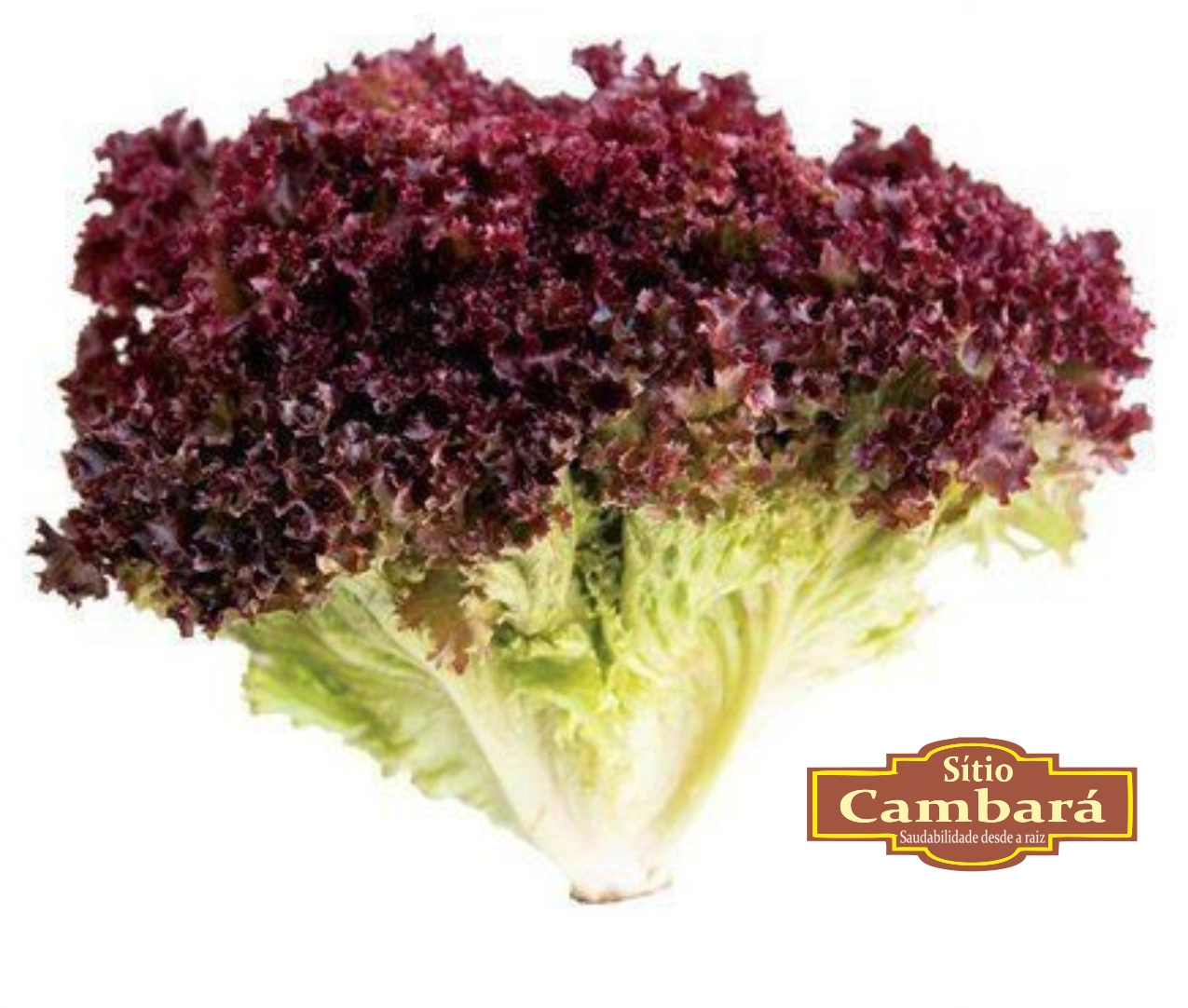 Alface Crespa Roxa Sitio Cambara Organica 160g