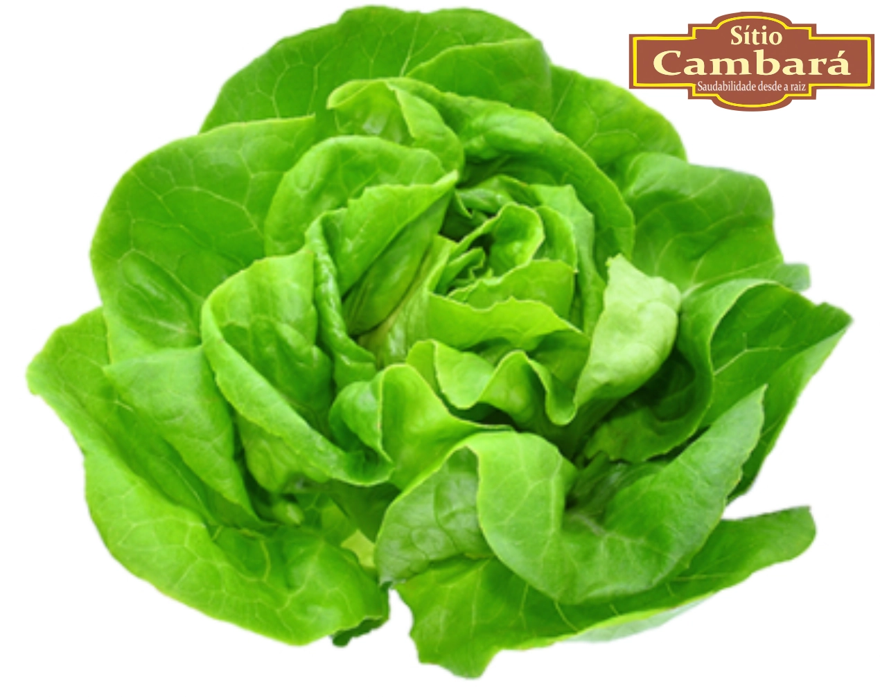 Alface Lisa Sitio Cambara Organica 160g