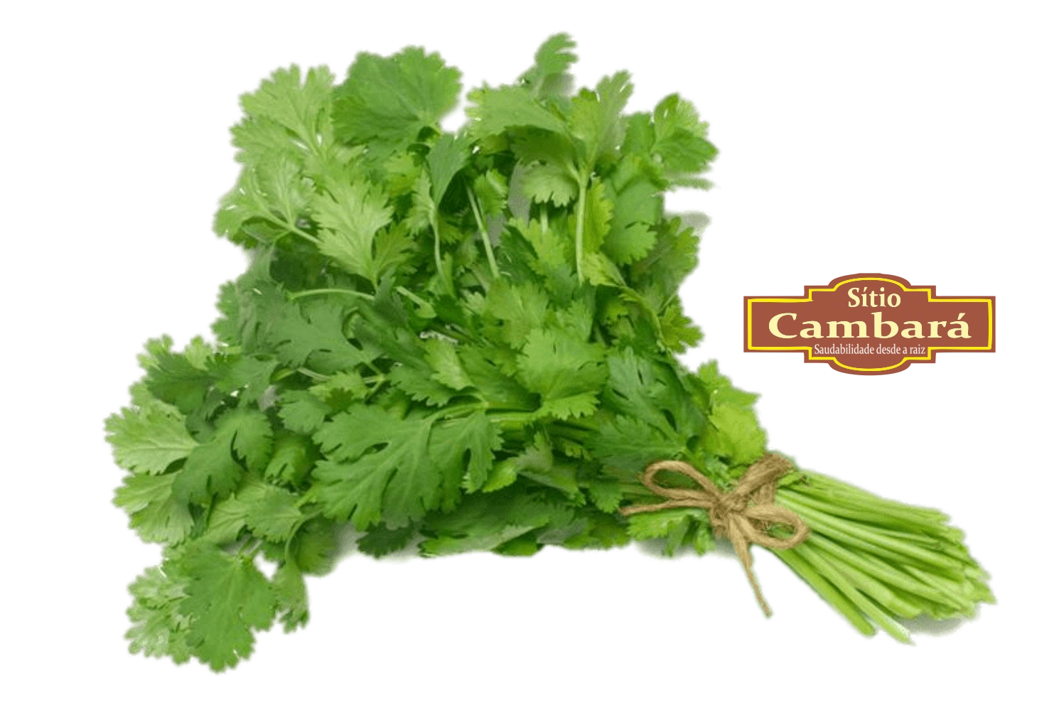 Coentro Sitio Cambara Organico 60g