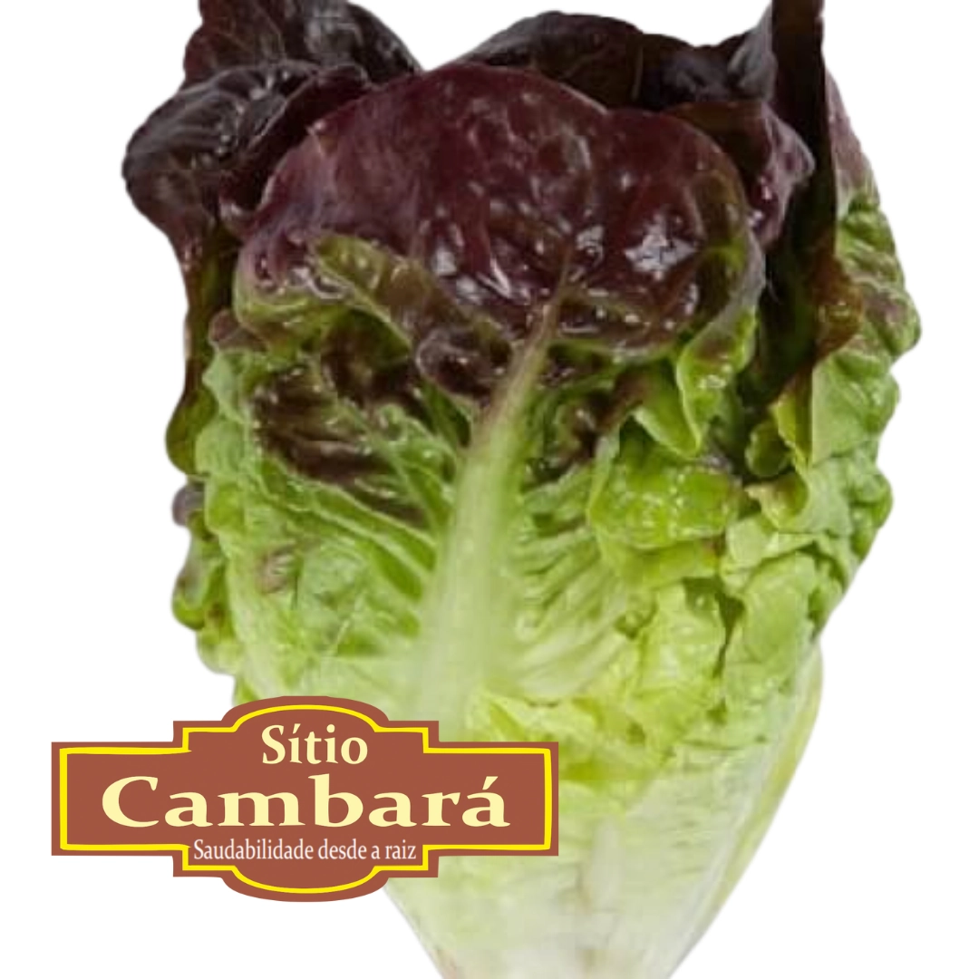 Salsao Org S Cambara 300gr