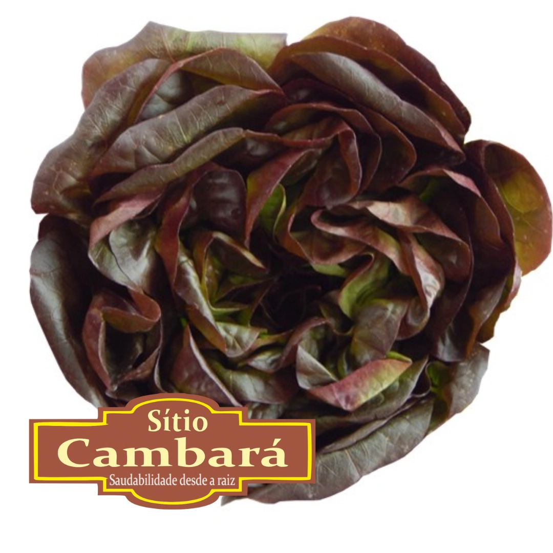 Mini Alface Romana Roxa Sitio Cambara Organica 160g