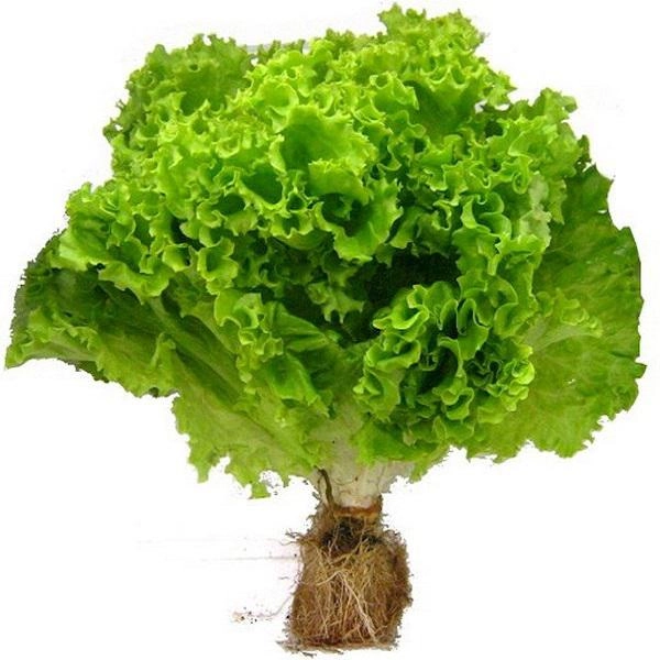 Alface Crespa Hidroponica Unidade