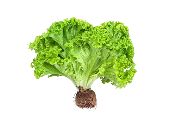 Alface Hidrop Un Un