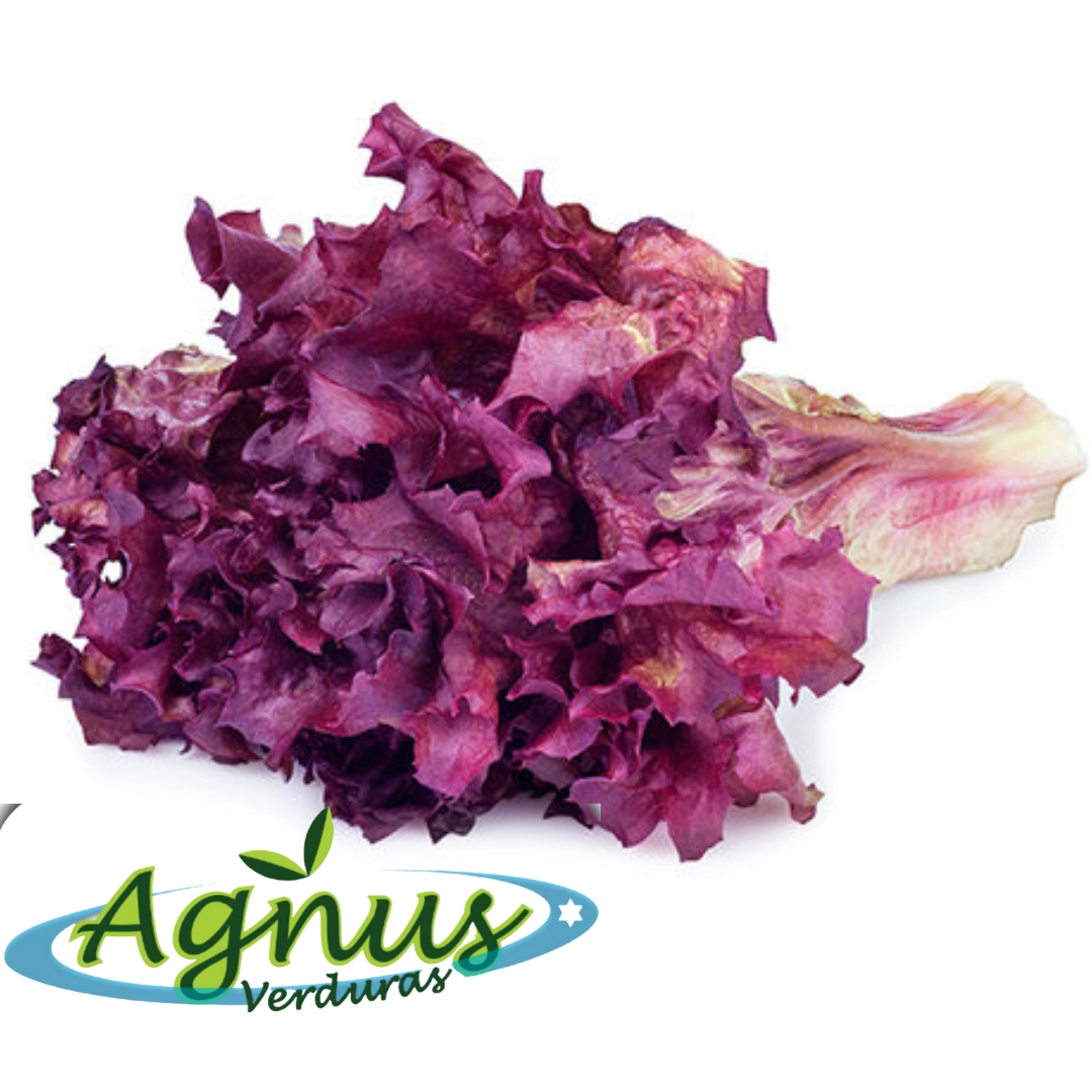 Alface Crespa Roxa Hort Maxi