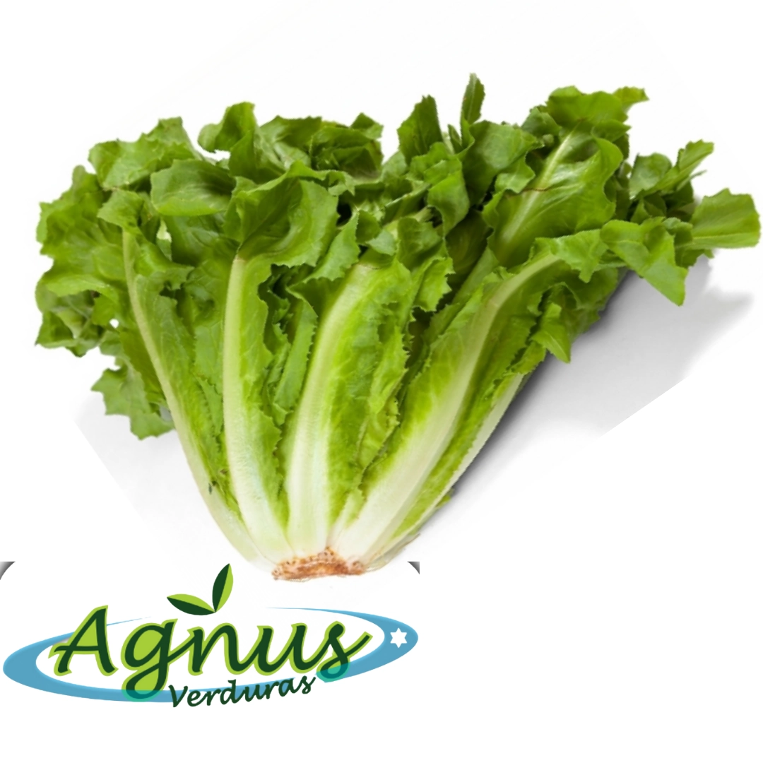 Escarola Agnus Unidade