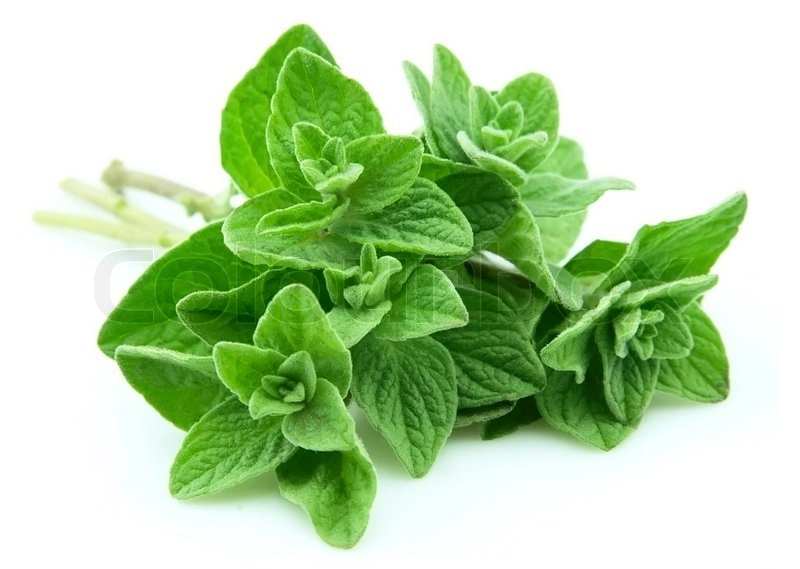 Oregano Agnus Unidade